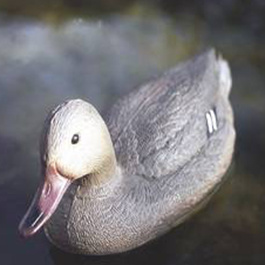 Canard Colvert femelle Sté APA 37