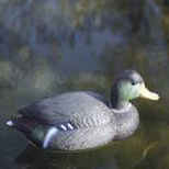 Canard Colvert mâle Sté APA 37